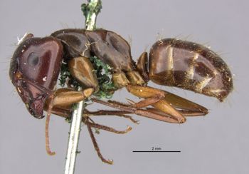 Media type: image;   Entomology 21455 Aspect: habitus lateral view